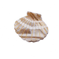 Hand Painted Scallop Shell Hair Clip