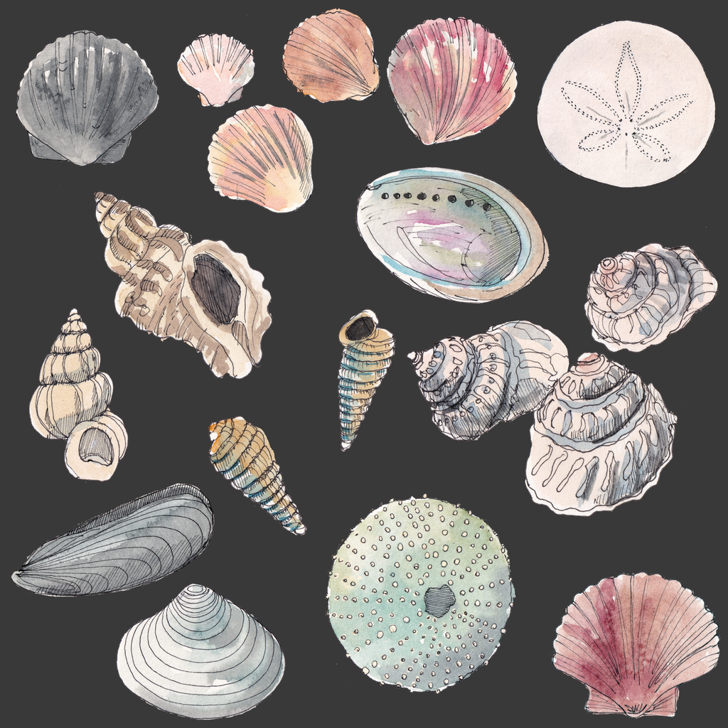 Seashell Bag
