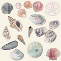 Seashell Bag